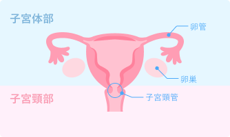 子宮と卵巣の構造